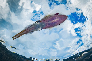 'In Orbit' - Shooting upward at a Caribbean reef squid as... by Tanya Houppermans 